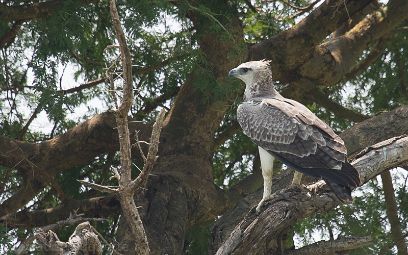 Murchison - Uganda 2016