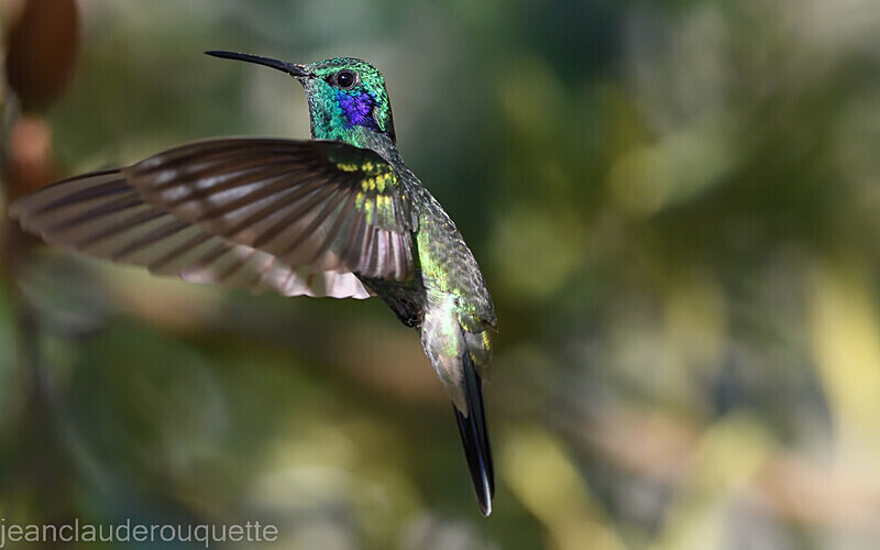 Green Violetear - Huembo lodge  2022 Colibris du Pérou