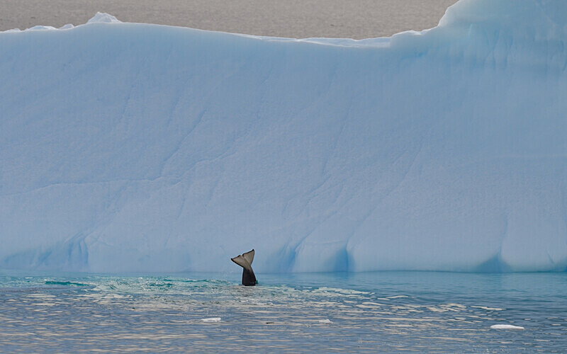  - Ushuaïa Malvinas South Georgia Antartica Peninsula