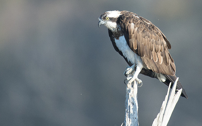 Osprey - Ranthambhore 2017