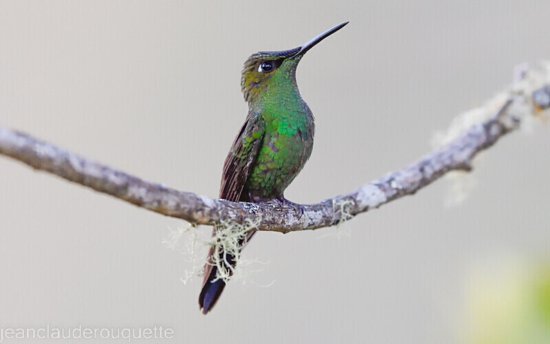 Violet- Fronted Brilliant - Huembo lodge  2022 Colibris du Pérou