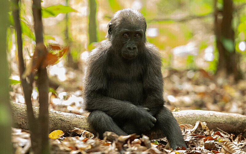 Baby gorilla three years old - Loango national park (Gabon 2024)
