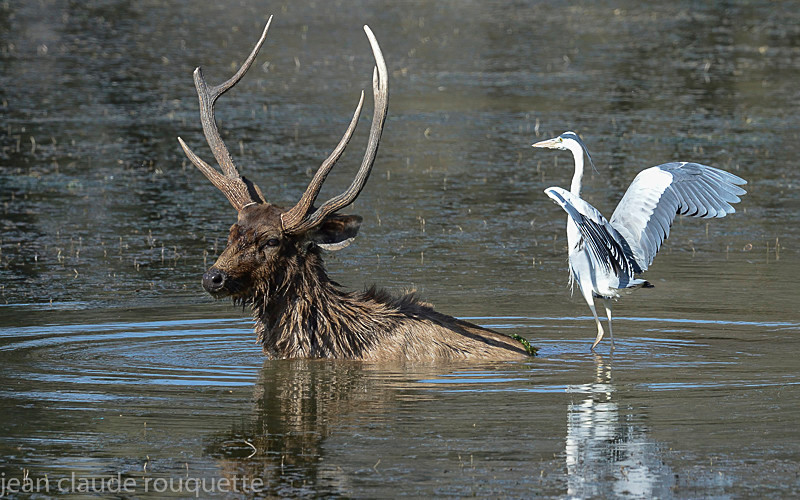  - Ranthambhore 2017