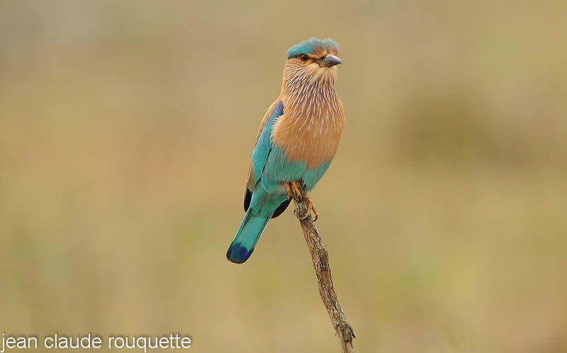 Indian Roller - Kanha NP and Bandhavgarh (India 2010)