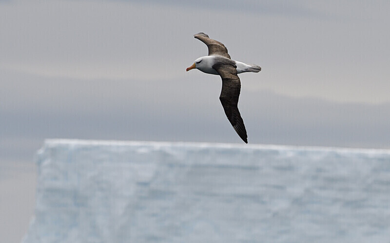Black-browed Albatros - Ushuaïa Malvinas South Georgia Antartica Peninsula