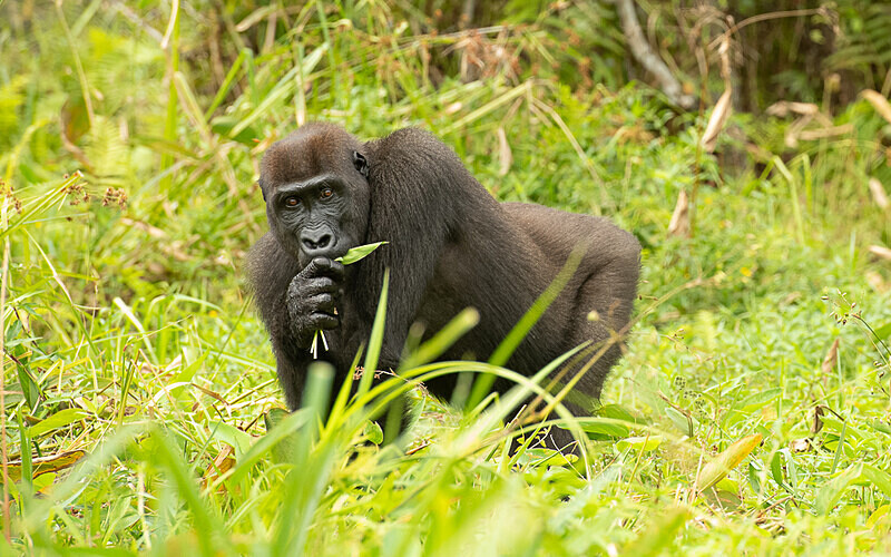  - Loango national park (Gabon 2024)