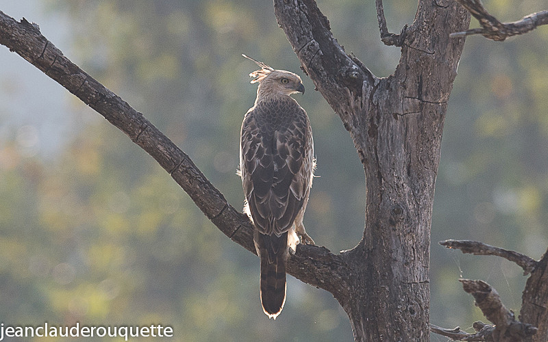 Crested Hawk Eagle - Pench national park (India 2016)