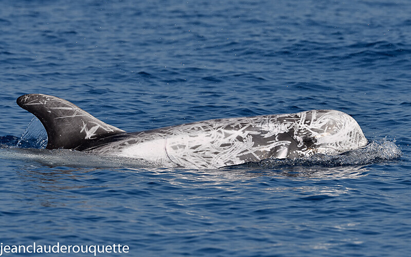Dauphin de Risso - Méditerranée/ Mediterranean