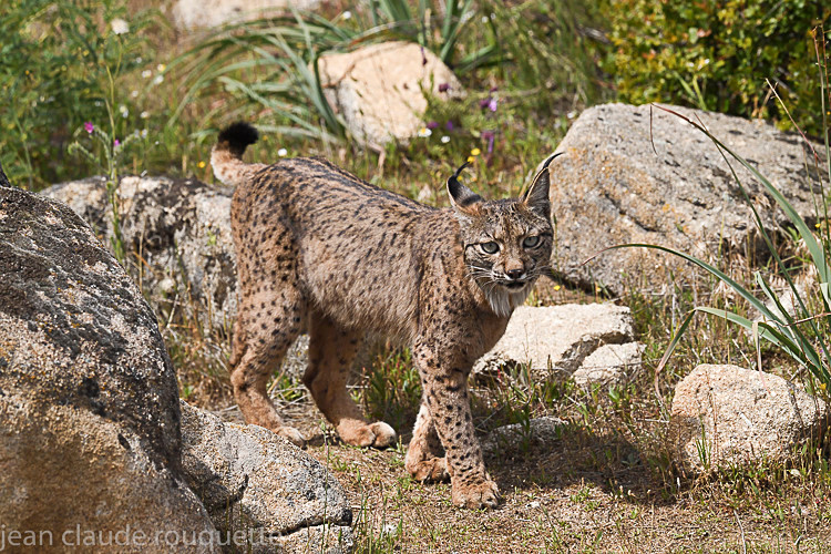  - Sierra de Andujar Andalucia (avril 2019)