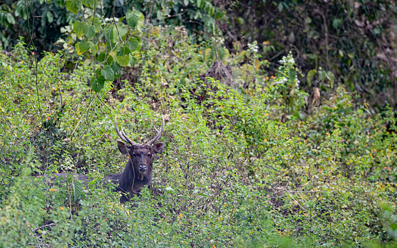 Sambar - Manas National Park North East India 2025