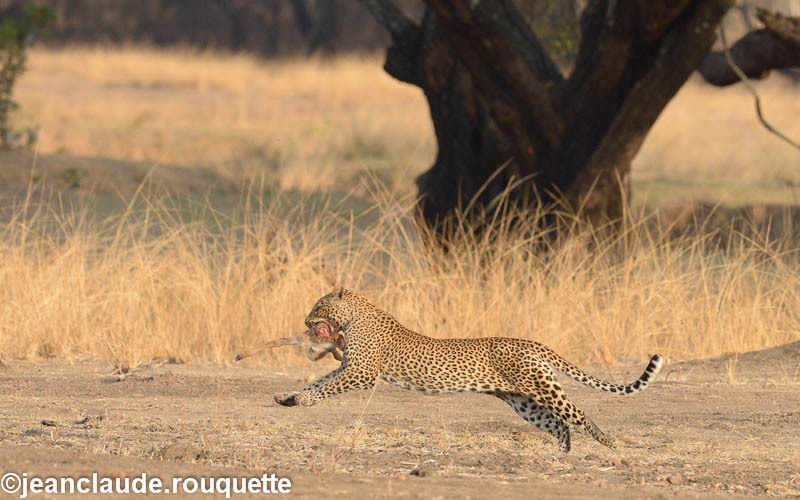  - South Luangwa N.P. Zambia 2013