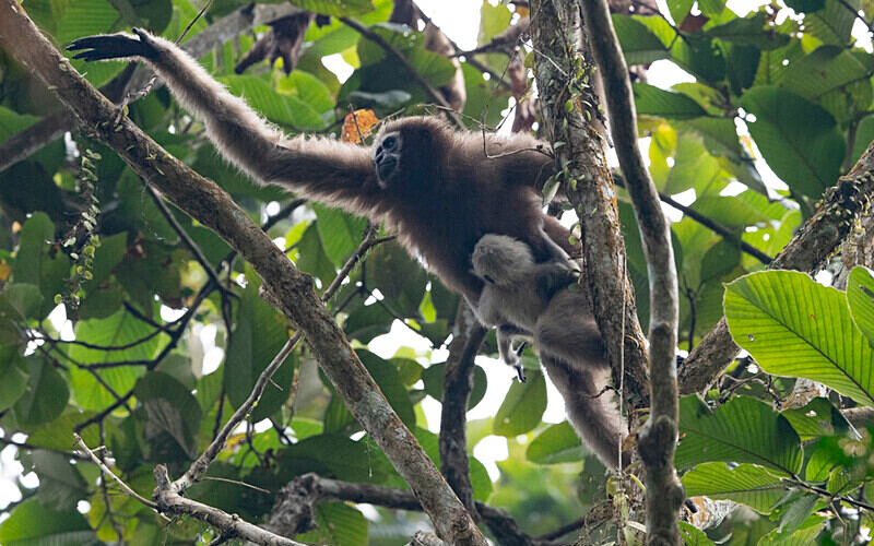 Hoolock Gibbon female with baby - Hollongapar wildlife sanctuary North East India 2025