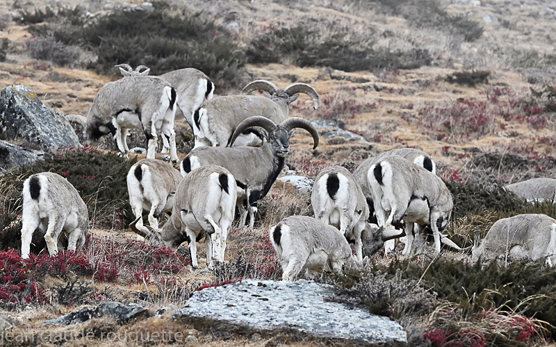 Blue sheep - Kanchenjunga trek (2018)