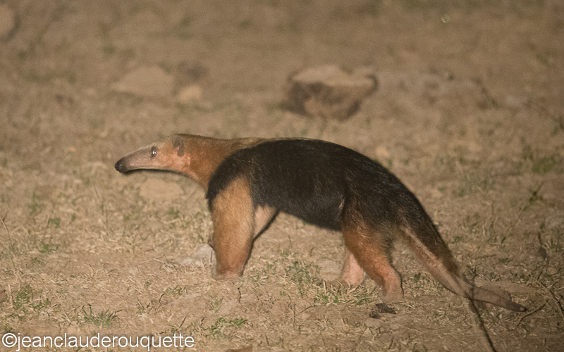 Ant eater - Pantanal Brazil 2015