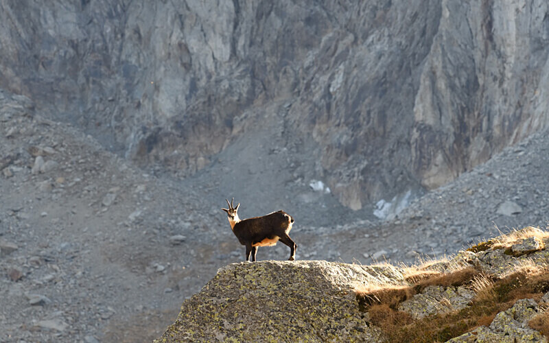 Chamois col de Fenestre - Méditerranée/ Mediterranean