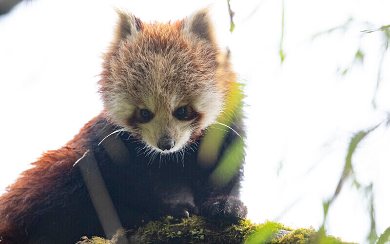 Red Panda - Singalila National Park February 2025 North East India