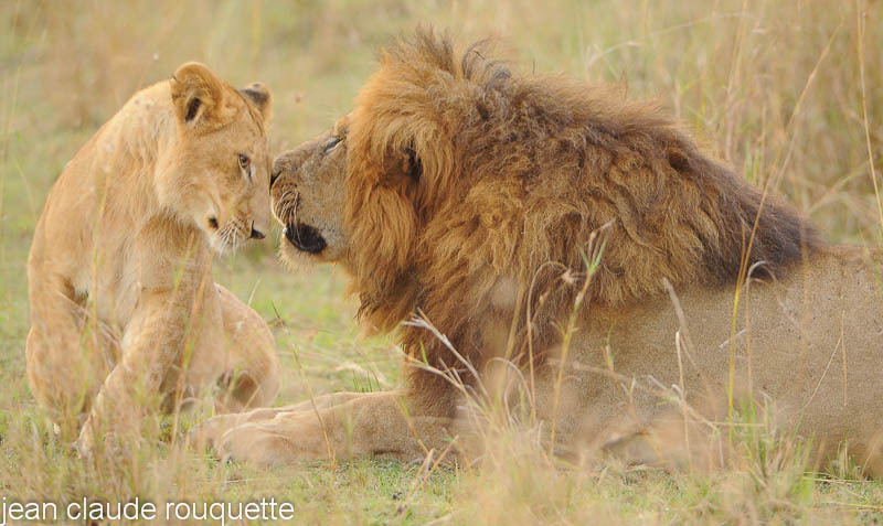 Lion and his cub. - Masai mara 2009 oloololo gate (Kenya 2009)