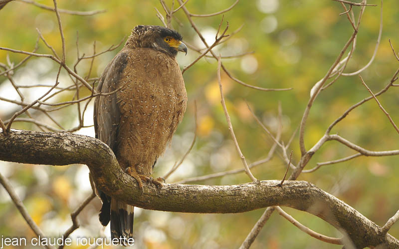 Crested Serpent Eagle. - Kanha NP and Bandhavgarh (India 2010)