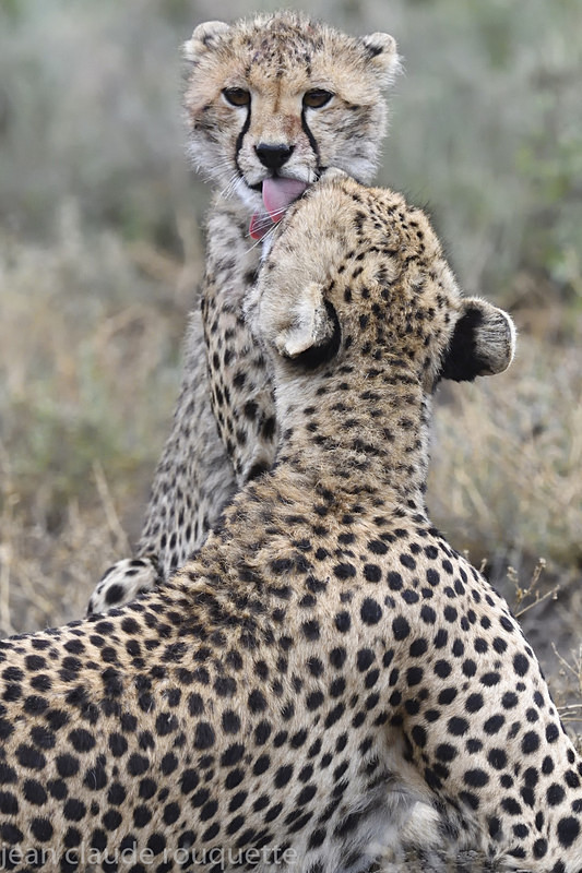  - Serengeti N.P. and N'Gorongoro Tanzania 2018