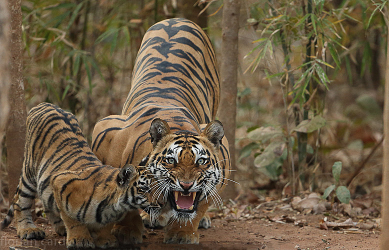  - Tadoba national park (India 2016)