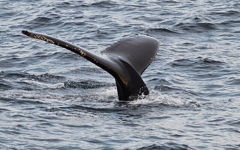 Humpback whale - Ushuaïa Malvinas South Georgia Antartica Peninsula
