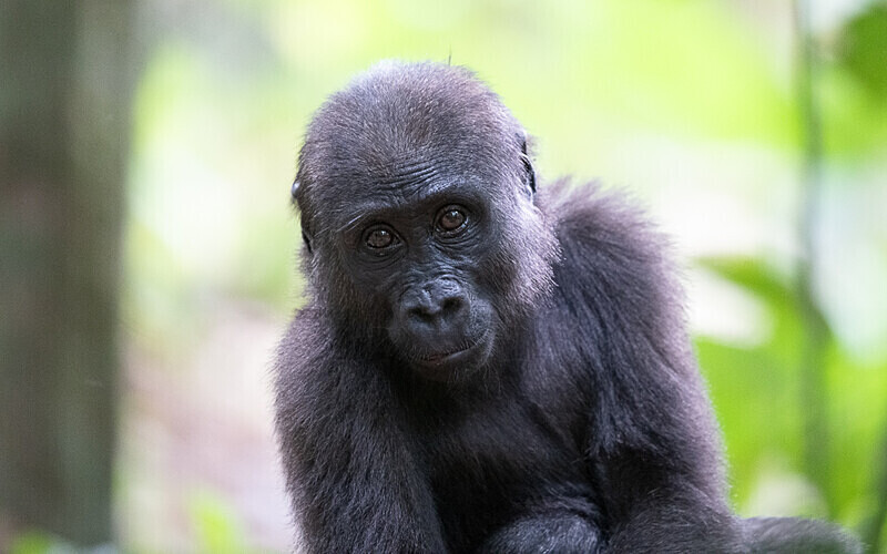Baby gorilla three years old - Loango national park (Gabon 2024)