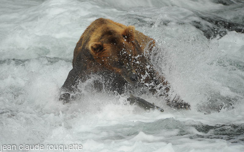 A grizzly bear catching a salmon. - Katmaï National Park ( Alaska 2010)