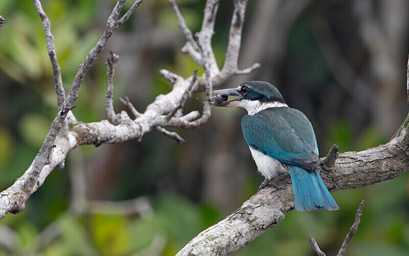 Collared Kingfisher - Sundarban National Park North East India February 2025