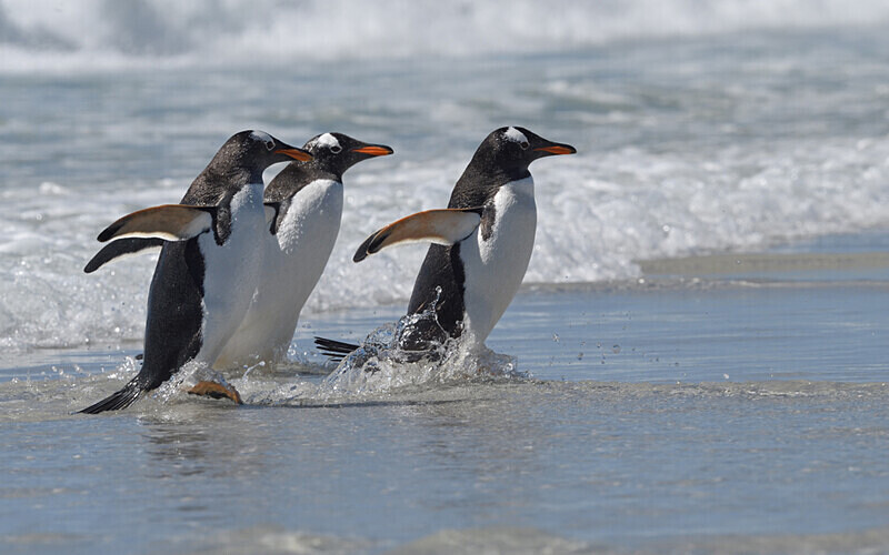  - Ushuaïa Malvinas South Georgia Antartica Peninsula
