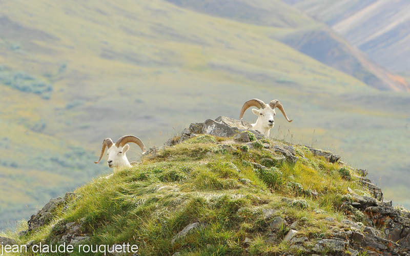 Dall Sheeps. - Denali national park (Alaska 2010)