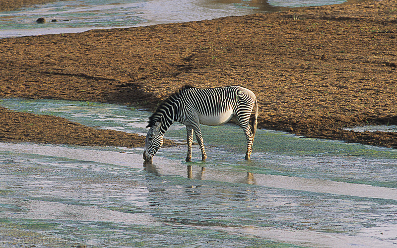  - Samburu national park (Kenya 2009)