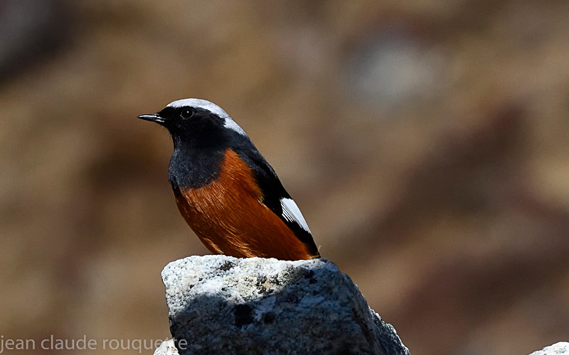 Güldenstädt's Redstart - Kanchenjunga trek (2018)