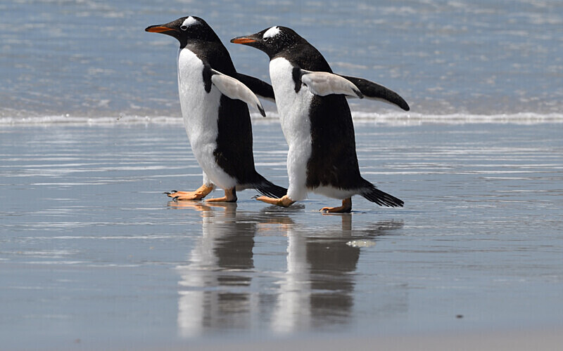  - Ushuaïa Malvinas South Georgia Antartica Peninsula