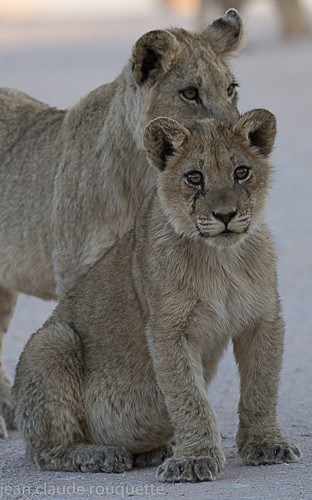  - Kgalagadi transfrontier park (2017)