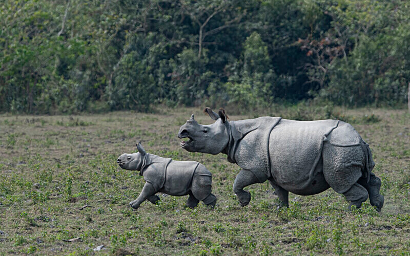 Rhino - Kaziranga National Park Noth East India 2025