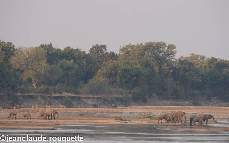  - South Luangwa 2014 (Zambia)