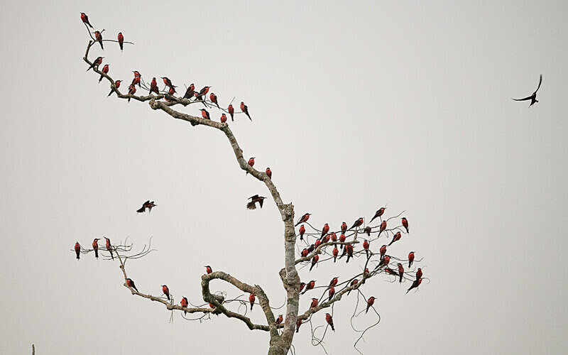 Rosy bee-eaters - Loango national park (Gabon 2024)