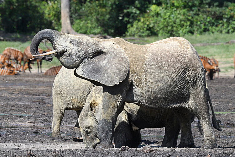  - Dzanga Sangha National Park (République Centrafricaine) 2019