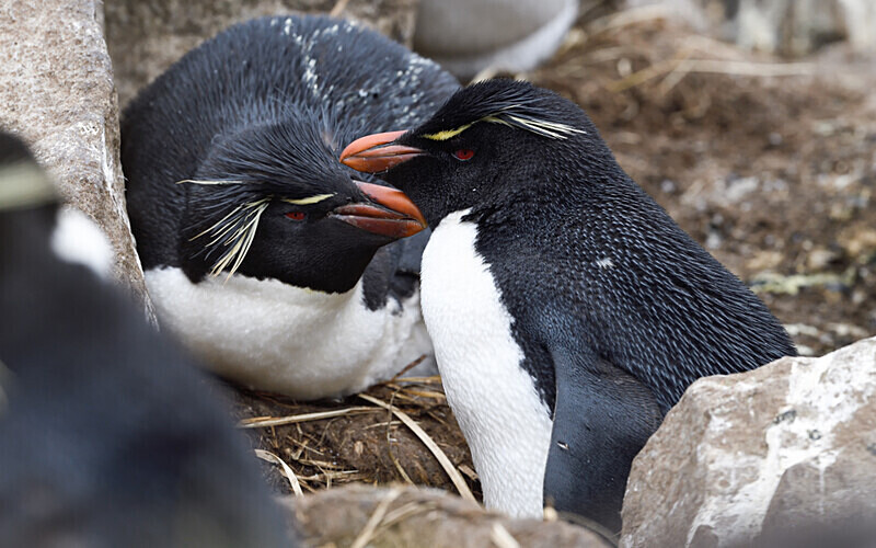 Rock-Hopper Penguin - Ushuaïa Malvinas South Georgia Antartica Peninsula