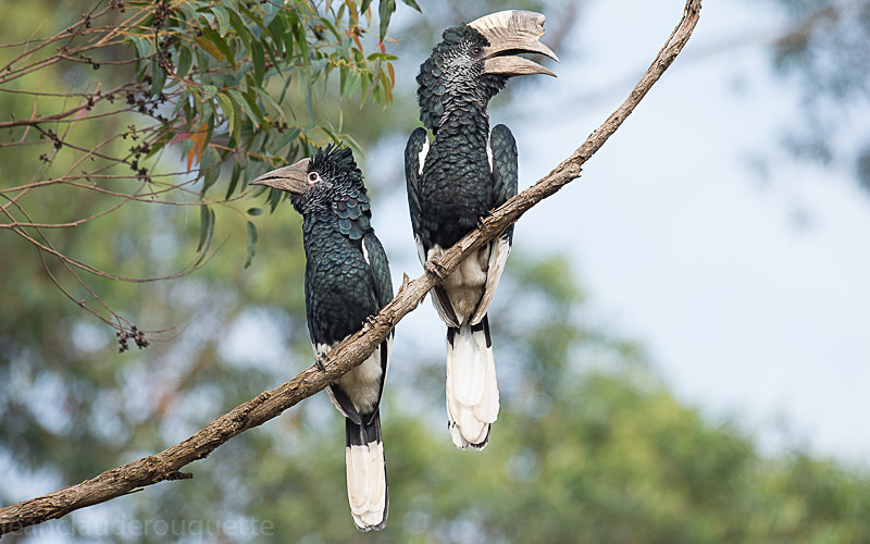 Budongo forest, Murchison - Uganda 2016