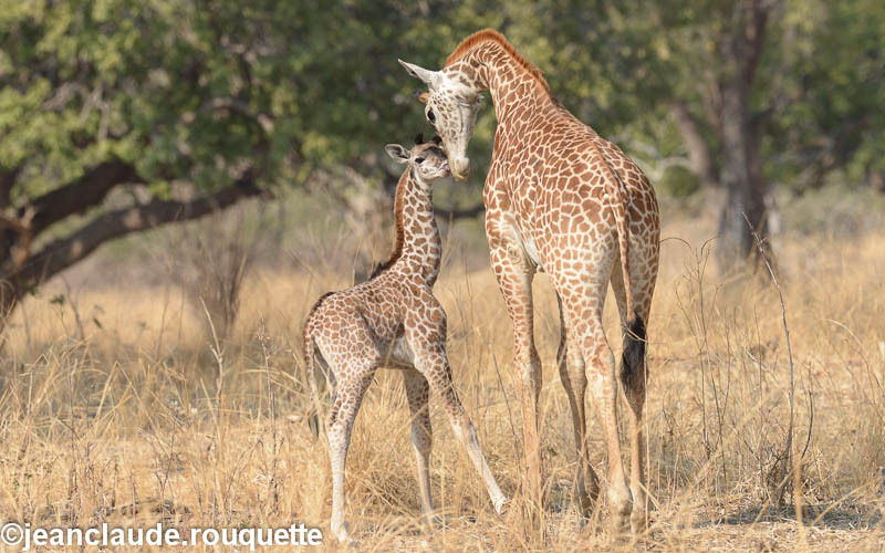  - South Luangwa 2014 (Zambia)