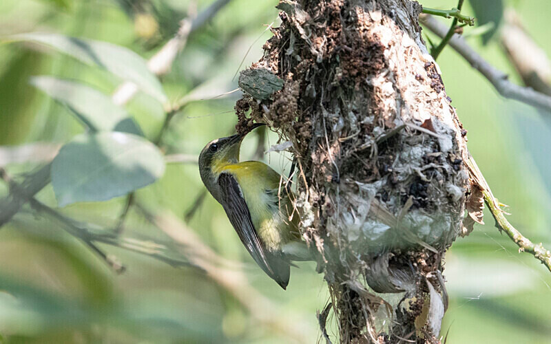 Purple Sunbird femal - Manas National Park North East India 2025