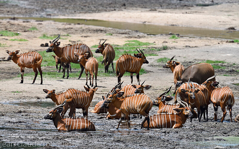 Bongos and Buffalos - Dzanga Sangha National Park (République Centrafricaine) 2019