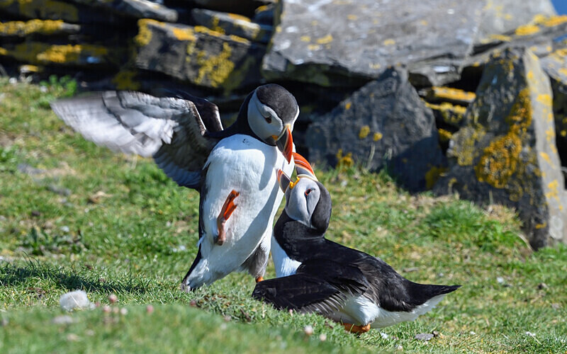 Noss - Shetlands and Cairngorn national park (Scotland)