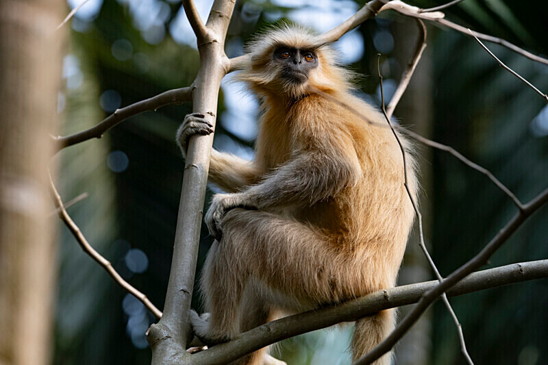 Golden Langur - Manas National Park North East India 2025