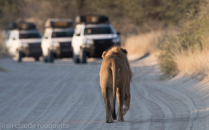  - Kgalagadi transfrontier park (2017)