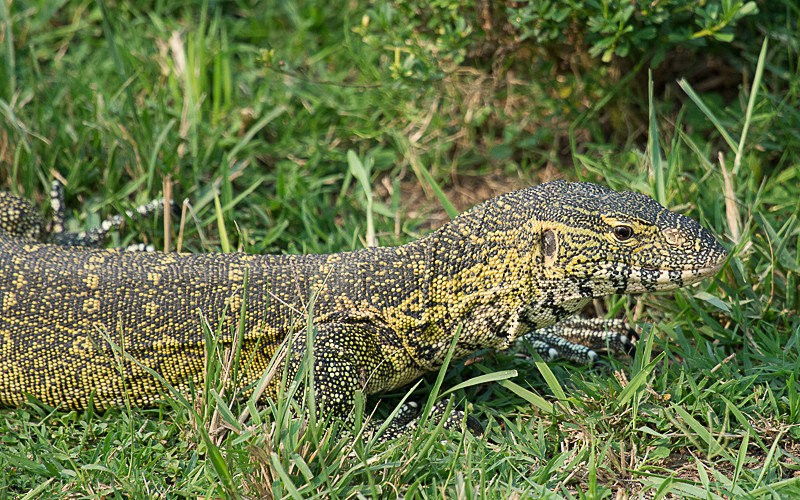 Kazinga channel - Uganda 2016