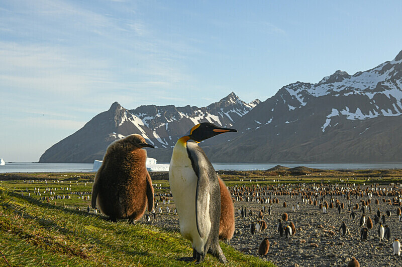  - Ushuaïa Malvinas South Georgia Antartica Peninsula