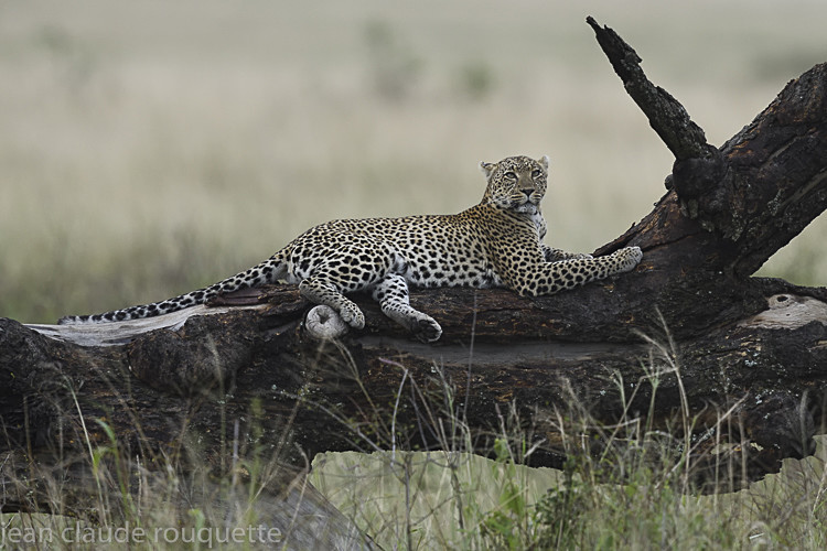 One female leopard very relax in Seronera! - Serengeti N.P. and N'Gorongoro Tanzania 2018