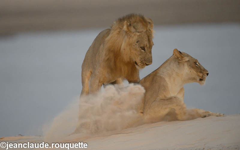  - South Luangwa 2014 (Zambia)